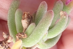 Drosanthemum hispidum