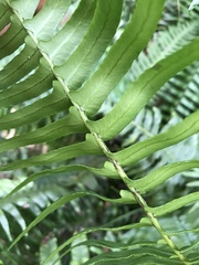 Blechnum punctulatum