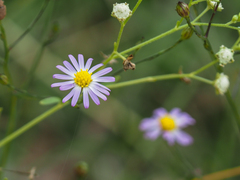 Symphyotrichum divaricatum
