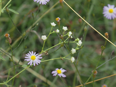 Symphyotrichum divaricatum