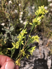 Erica lutea