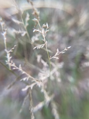 Eragrostis lehmanniana