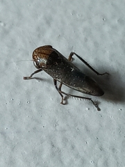 Drabescus