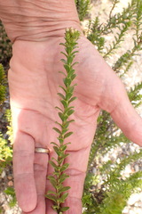 Oedera squarrosa