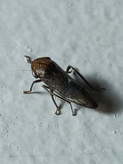 Drabescus