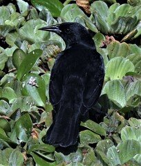 Agelasticus cyanopus