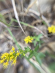 Solidago radula