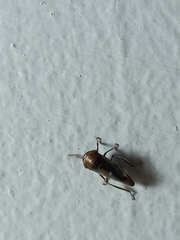 Drabescus