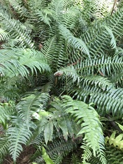 Blechnum punctulatum
