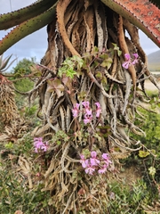 Pelargonium peltatum