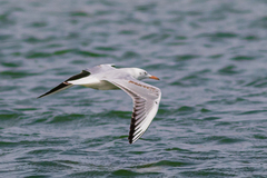 Chroicocephalus genei