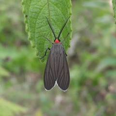 Ctenucha rubriceps