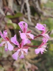 Pelargonium peltatum