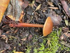 Rhodophana nitellina