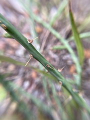Cylindropuntia