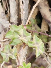 Pelargonium peltatum