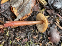Rhodophana nitellina