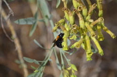 Xylocopa rufidorsum