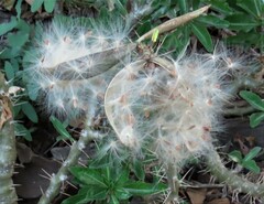 Pachypodium saundersii image