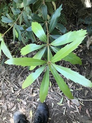 Brabejum stellatifolium