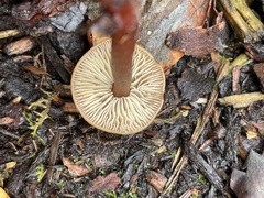 Rhodophana nitellina