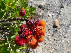 Solenosthedium bilunatum
