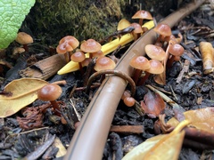 Rhodophana nitellina