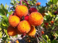 Solenosthedium bilunatum