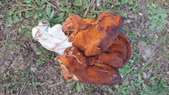 Gyromitra