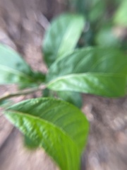 Cephalanthus occidentalis