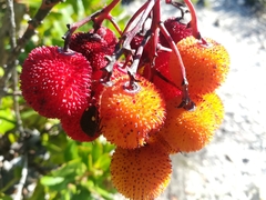 Solenosthedium bilunatum