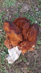 Gyromitra