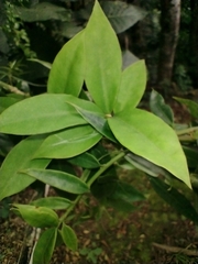 Pereskia aculeata