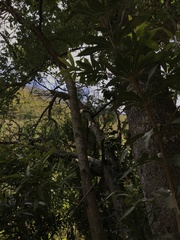 Brabejum stellatifolium