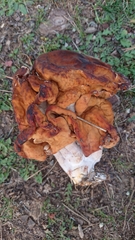 Gyromitra