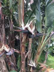 Strelitzia nicolai