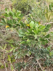 Cussonia