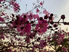 Physocalymma scaberrimum