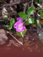 Agalinis filifolia