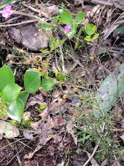 Agalinis filifolia