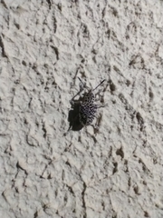 Cydianerus latruncularius