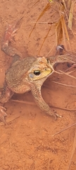 Rhinella rubescens