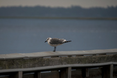 Leucophaeus atricilla