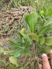 Cussonia