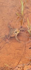 Rhinella rubescens