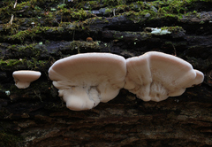 Ischnoderma resinosum