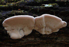 Ischnoderma resinosum