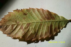 Castanea dentata