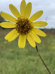 Silphium gracile