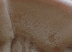 Ischnoderma resinosum